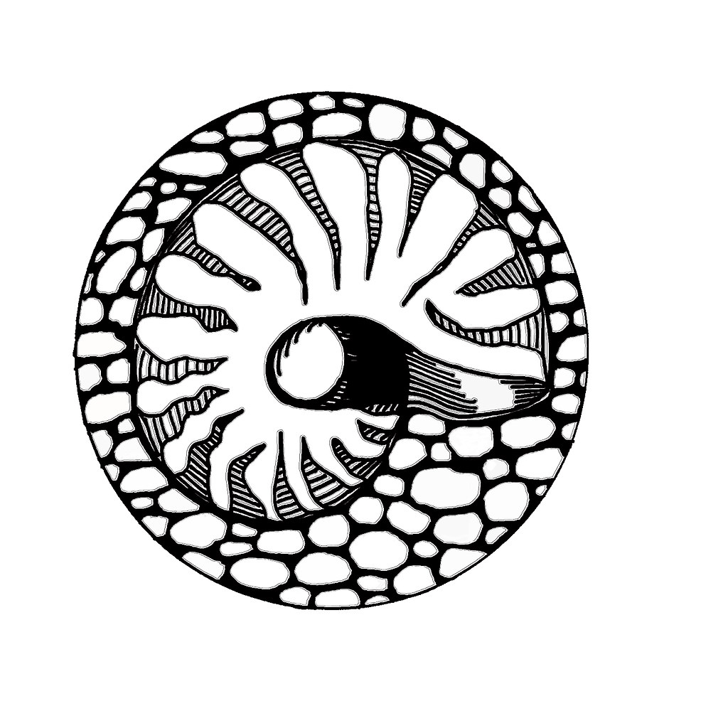 1024x1024 Shell Line Drawing One Of The Individual Elements In My