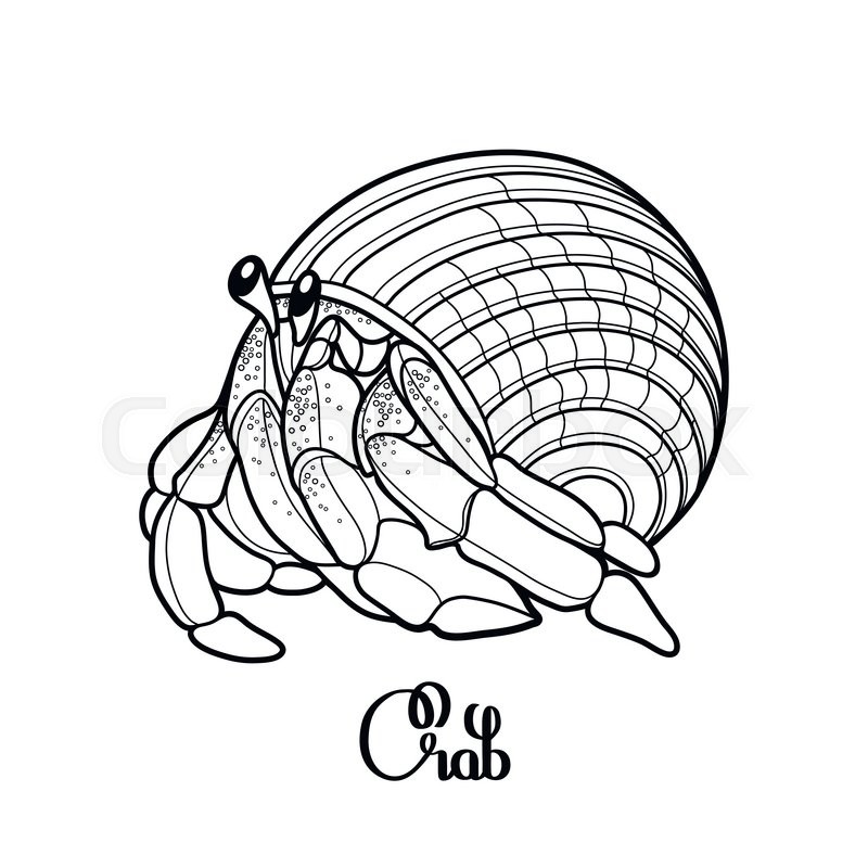 800x800 Graphic Vector Crab Drawn In Line Art Stock Vector Colourbox