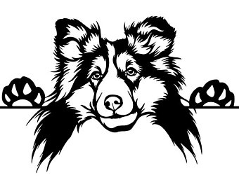 340x270 Sheltie Drawing Etsy Au