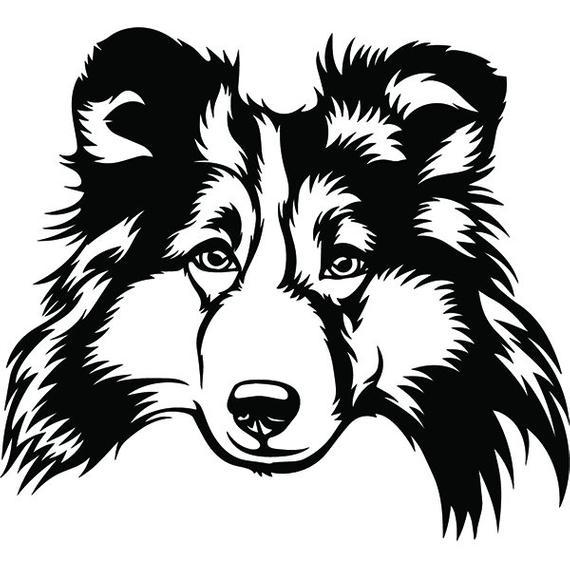 570x570 Drawing Cartoon Sheltie