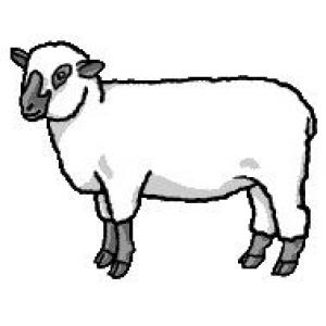 300x300 sheep shepard diocesan