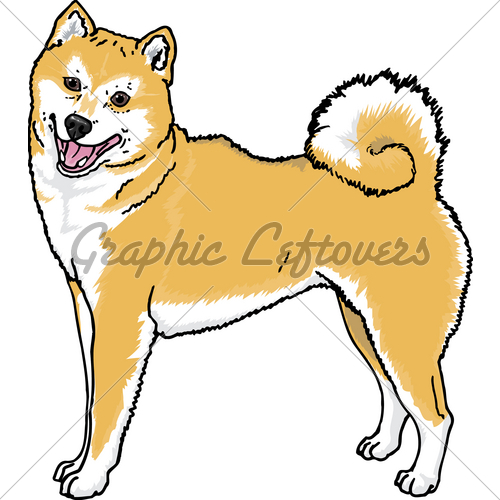 500x500 Shiba Inu Gl Stock Images