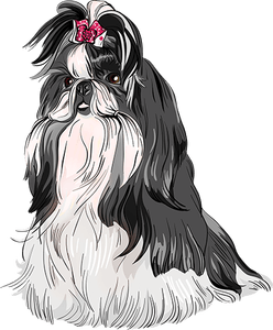 248x300 Shih Tzu's For Sale