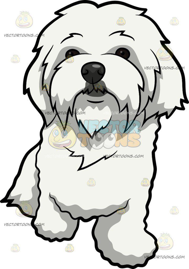 720x1024 A Curiously Cute Maltese Dog Drawings Animals, Etc Rajzok