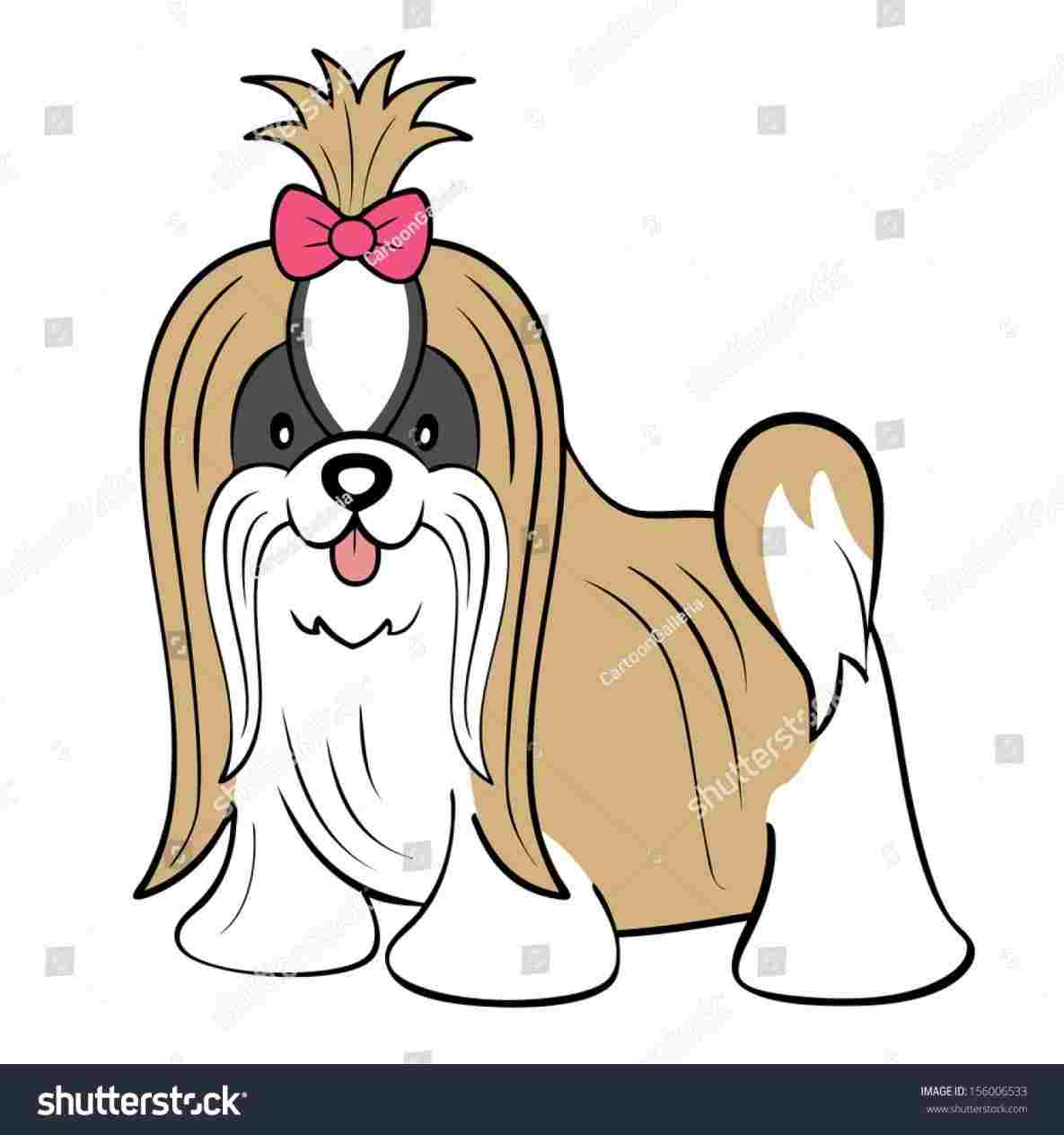 1185x1264 How To Draw Shih Tzu Puppy Cartoon Coat Isolated Sck Illustration