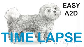 320x180 How To Draw A Shih Tzu Tutorials And Online Canvas