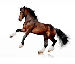 260x220 Horse, Grass, Sky, Transparent Png Image Clipart Free Download
