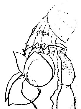 275x369 Warframe Concept Raja