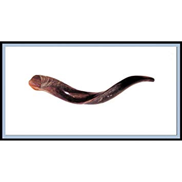355x355 new yemenite shofar kudu horn polished kosher music