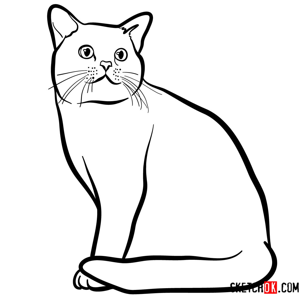 1200x1200 How To Draw The American Shorthair Cat