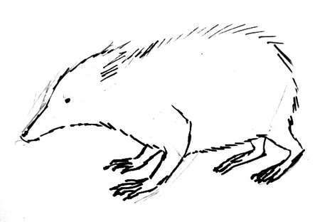 450x312 How To Draw A Tenrec