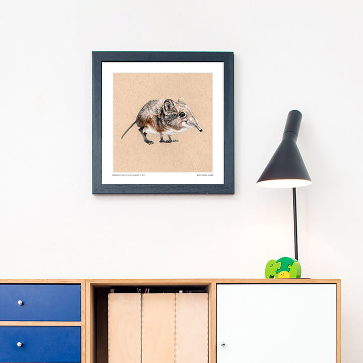 720x720 Shrew Rambillo Marketplace