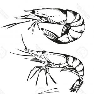 300x300 Stock Illustration White Background Stylized Shrimp Line Drawing