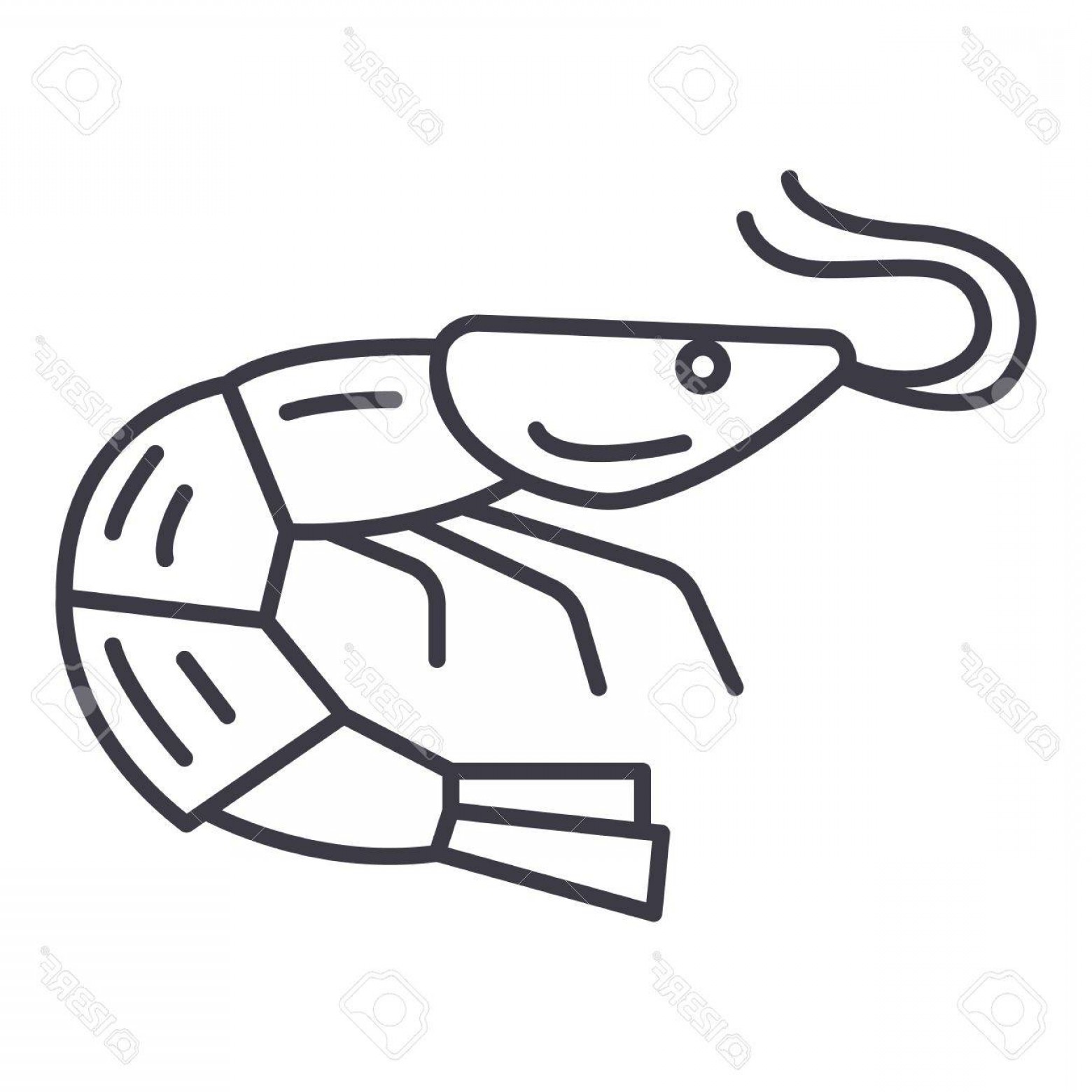 1560x1560 Photostock Vector Shrimp Seafood Vector Line Icon Sign