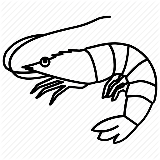 512x512 Seafood Drawing Shrimp Transparent Png Clipart Free Download