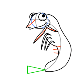 260x260 Cartoon Shrimp Step