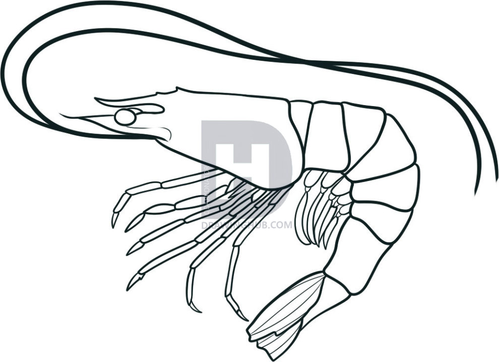 990x720 How To Draw A Shrimp, Step