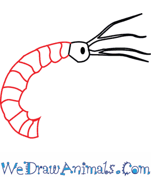 300x350 How To Draw A Freshwater Shrimp