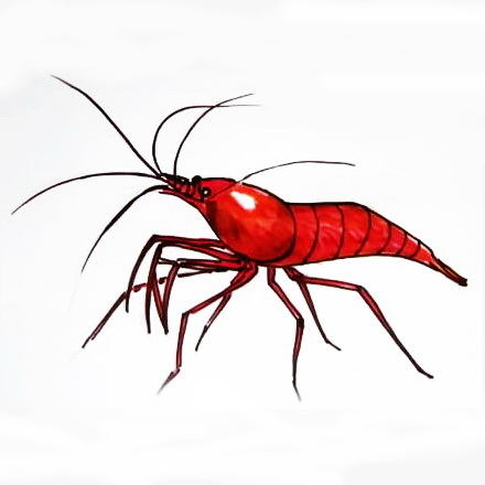 440x440 How To Draw A Shrimp