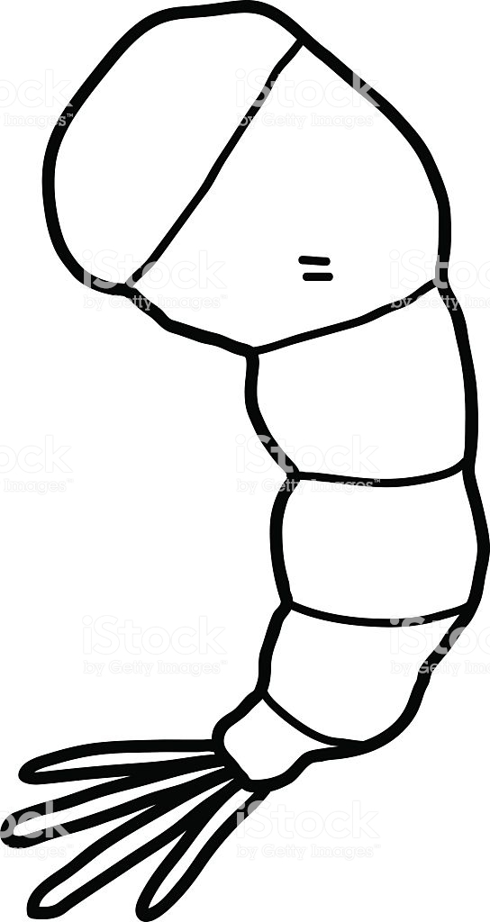 544x1024 Shrimp Clipart Black And White