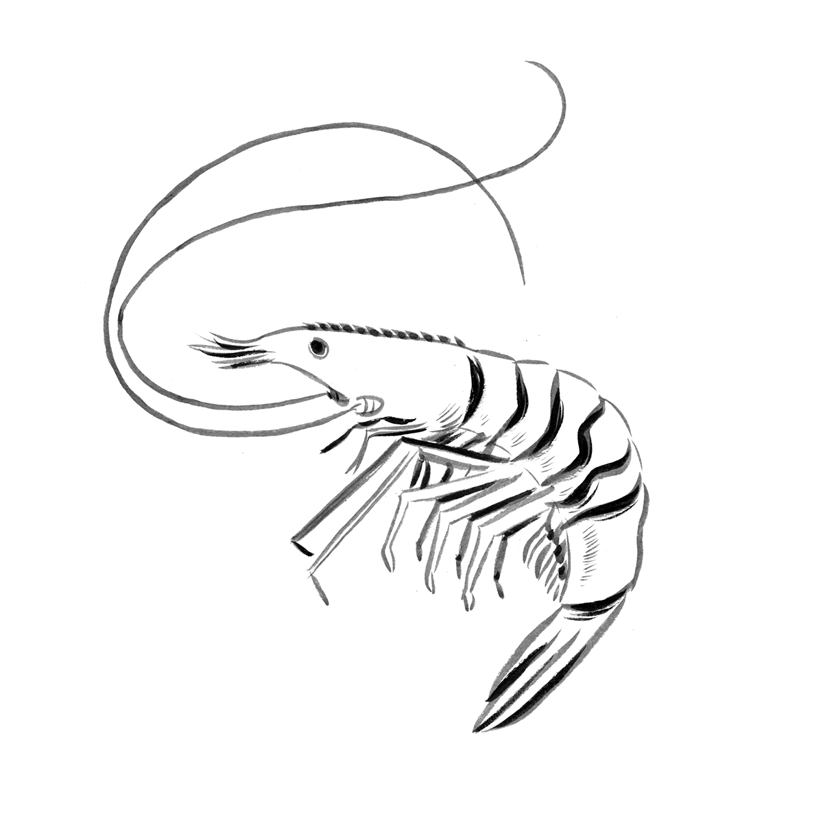 Drawing a shrimp