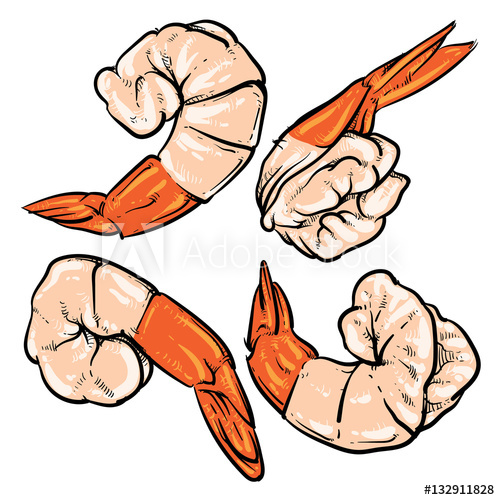 500x500 Shrimp Drawing On A White Background Seafood For A Party Or Din