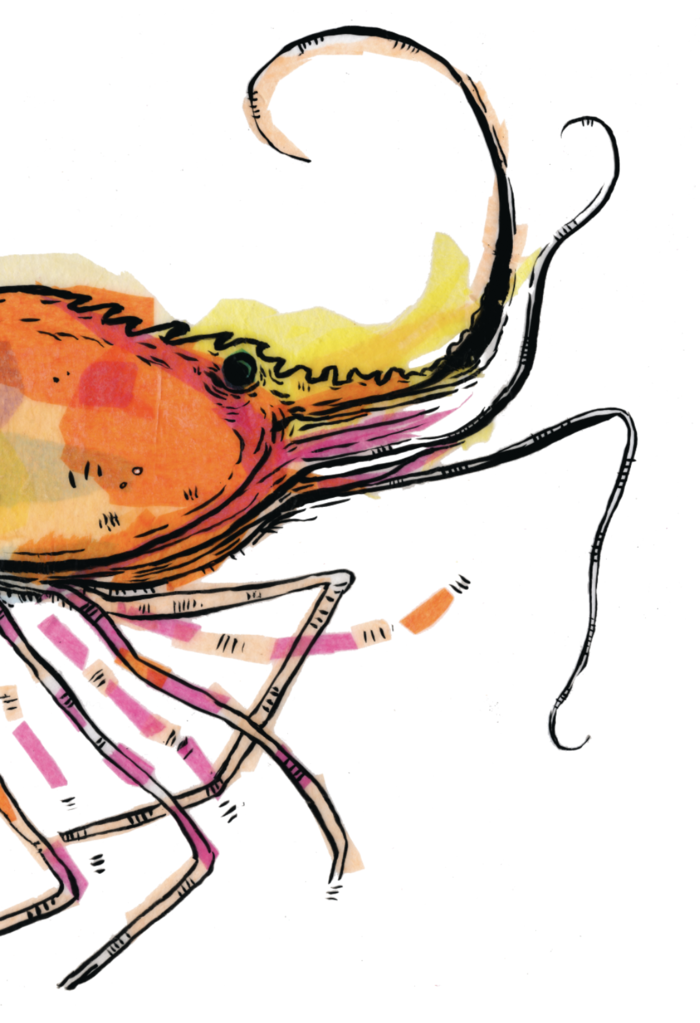 700x1023 Shrimp Slow Loris Studio