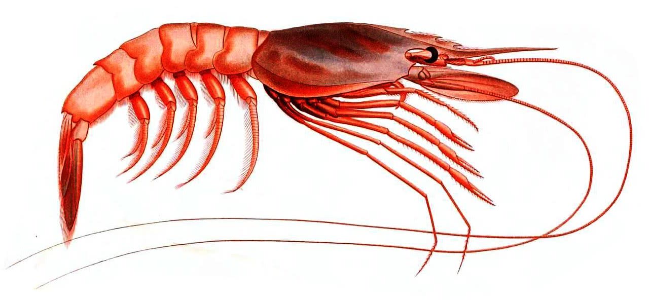 1282x592 Shrimp Drawing