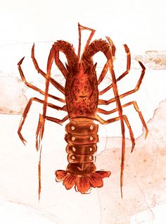 236x318 best shrimp images shrimp, drawing s, drawings