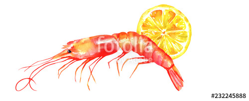 500x203 A Watercolor Drawing Of A Shrimp With A Lemon Slice, Isolated