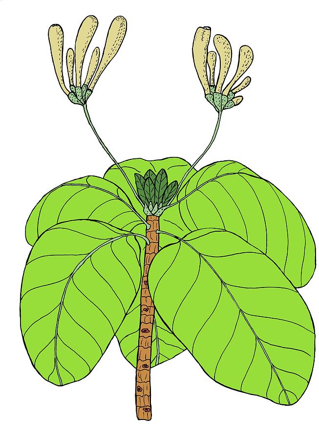 653x900 Fishplate Shrub Drawing