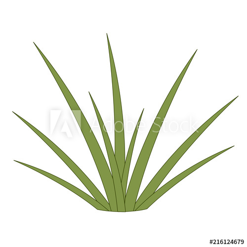 500x500 Green Grass, Small Bush Shrub, Blade Of Grass, White Background