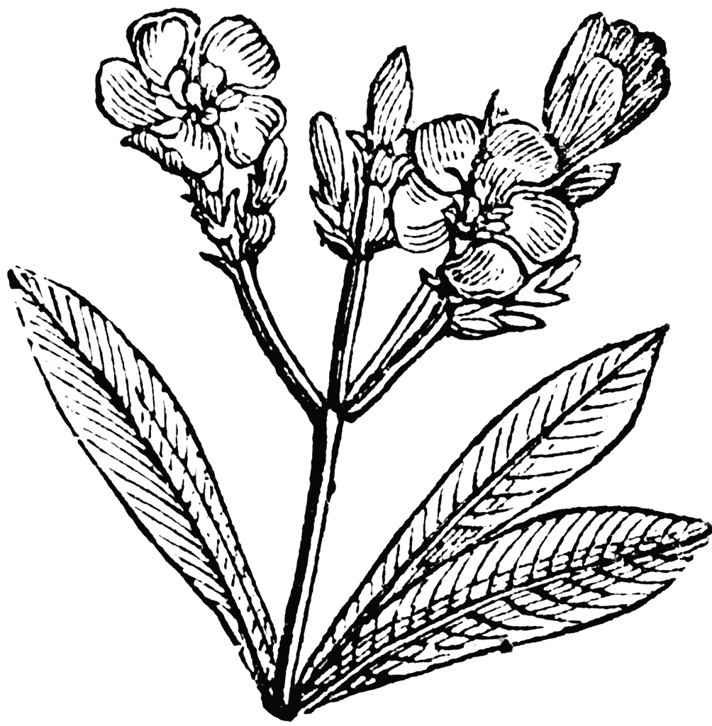 1004x1024 Oleander Clipart Etc