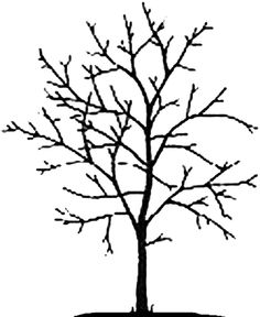 236x288 Best Plants Drawing Images Drawing Flowers, Pencil Drawings