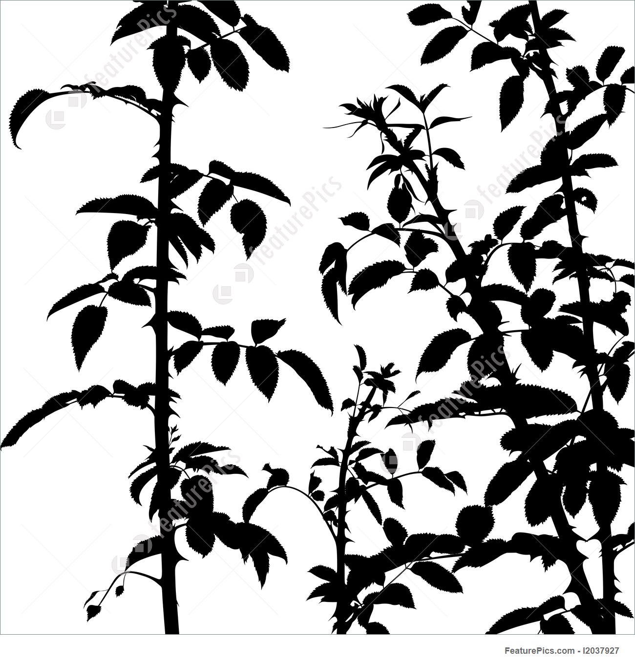 1300x1359 Plants Shrub Silhouette