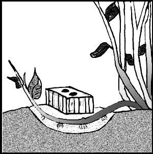 300x303 Shrub Bushes Clipart Dig