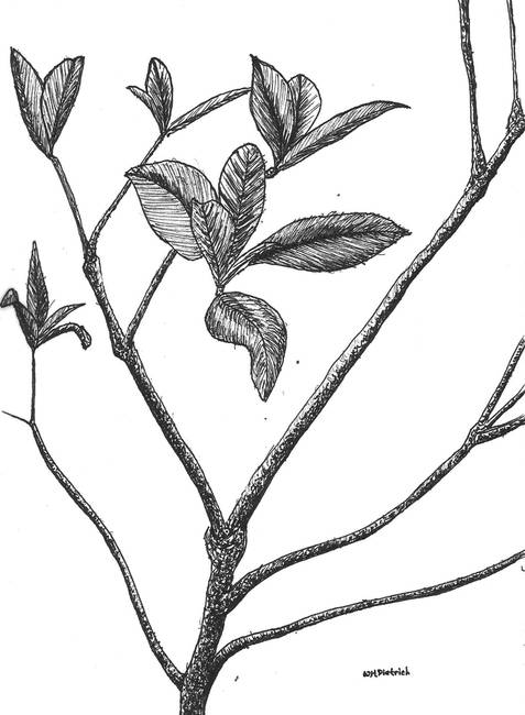 477x650 Stunning Shrub Drawings And Illustrations For Sale On Fine Art