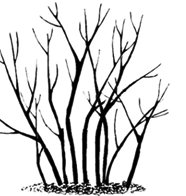 186x196 Trees And Shrubs That Get Around Laidback Gardener