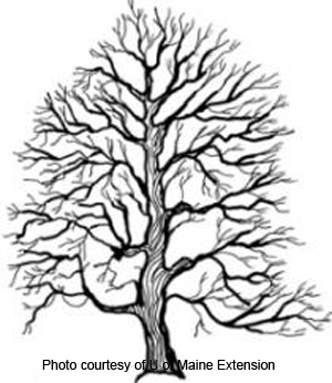 300x346 Alamosa Tree