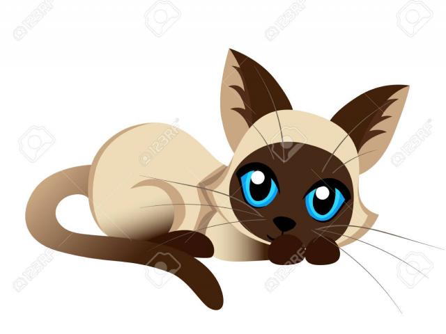 640x480 Siamese Cat Clipart Free Clip Art Stock Illustrations