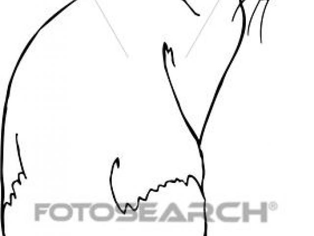 640x480 Siamese Cat Clipart Drawing