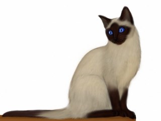 320x240 Siamese Cat Drawing At Getdrawings Com Free For Personal Use