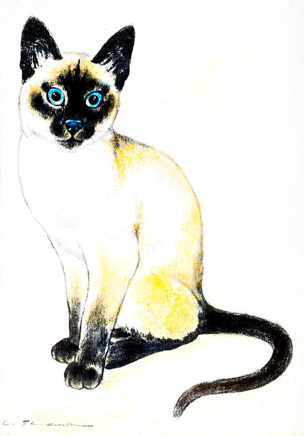 628x900 Siamese Cat Drawing