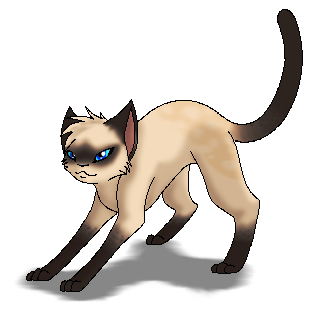 656x611 Collection Of Free Drawing Cats Siamese Cat Download On Ui Ex