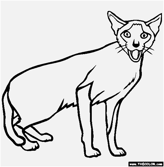 554x565 siamese cats coloring pages elegant ways to identify a siamese