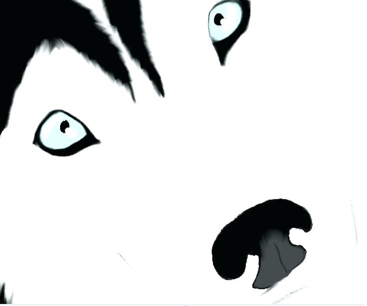 736x615 How To Draw Husky How Do You Huskies Google Search Husky Drawing