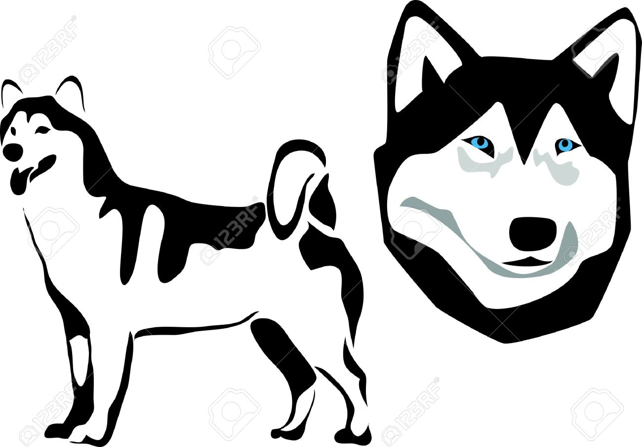 1300x907 Siberian Husky Cartoon Drawing Siberian Husky Stock Vector