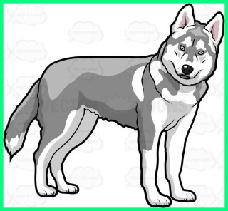 320x296 Siberian Husky Pit Bull Cartoon Drawing Puppy Png Cute