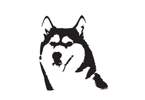 480x334 Siberian Husky