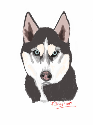 320x427 A Quick Husky Drawing I Did Today